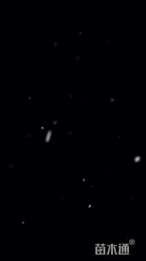 高度30厘米花叶蔓长春