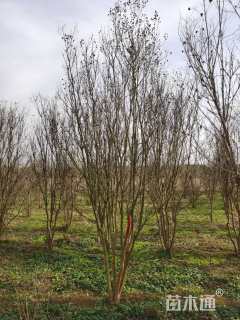 高度220厘米美国紫薇