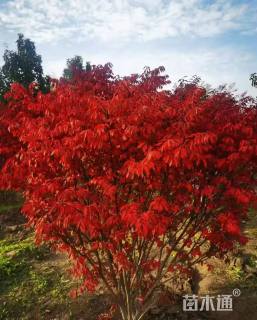 高度150厘米火焰卫矛