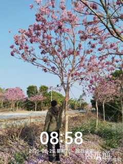 10公分紫花风铃木