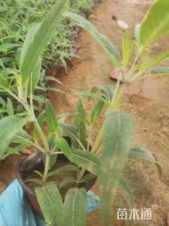 高度20厘米墨西哥鼠尾草