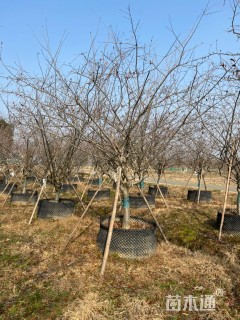 12公分垂丝海棠