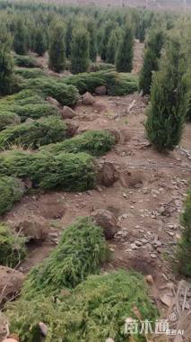 高度180厘米蜀桧