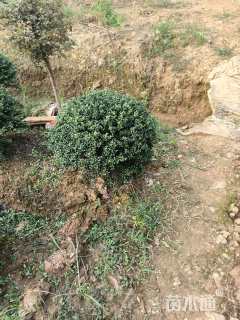 冠幅80厘米龟甲冬青球