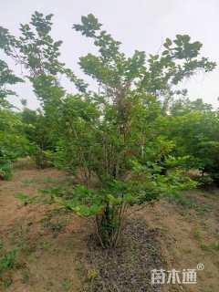 高度250厘米丛生紫荆