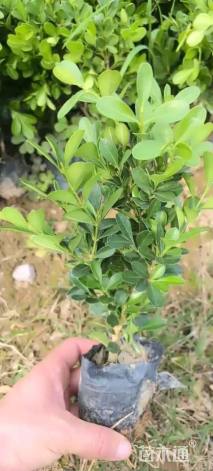 高度25厘米瓜子黄杨