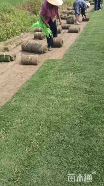 草卷状百慕大草