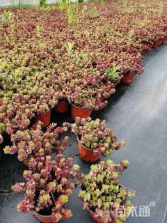 高度5厘米红景天