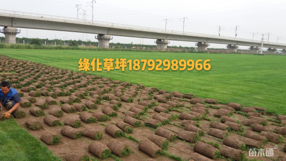 草卷状早熟禾草