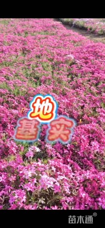 高度15厘米芝樱