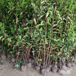 高度120厘米法国冬青