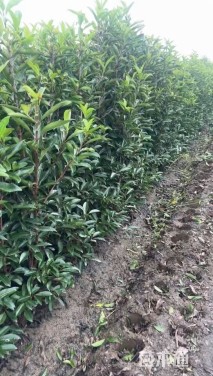 高度140厘米青珊瑚