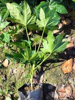 高度40厘米八角金盘