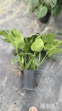 40厘米龟背竹