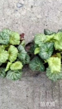 高度15厘米虎耳草