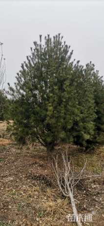 高度200厘米白皮松