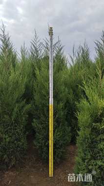 高度80厘米侧柏