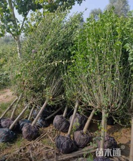 高度180厘米木槿