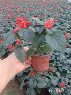 高度15厘米一串红