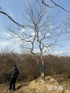 移栽苗黄山栾树