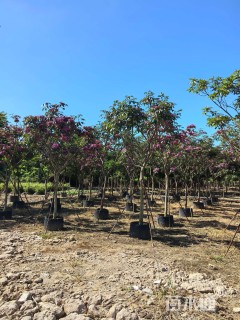 9公分紫花风铃木