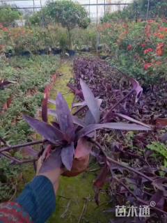 高度10厘米紫竹梅