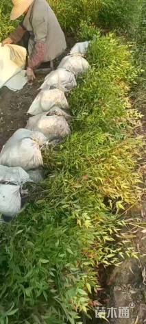 高度30厘米南天竹小苗