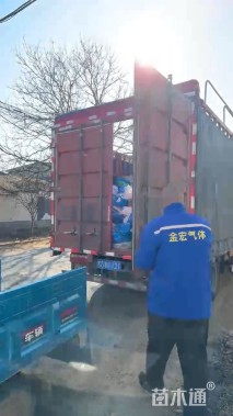 罗曼草基地直销 萝曼草种植基地