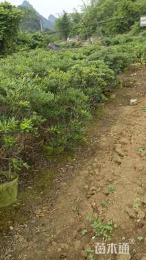 冠幅60厘米海桐球