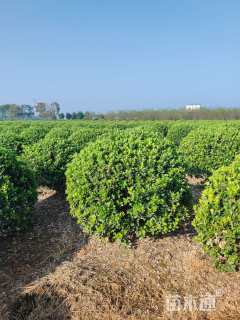 冠幅180厘米大叶黄杨球