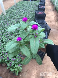 高度10厘米千日红