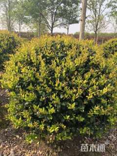 冠幅140厘米金森女贞球