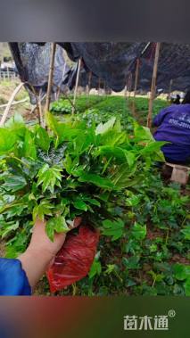 高度15厘米八角金盘