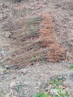 高度50厘米枫香小苗