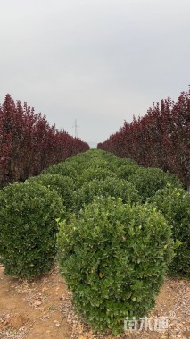 冠幅120厘米大叶黄杨球