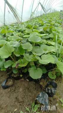 高度15厘米大吴凤草