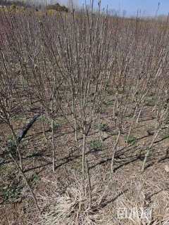 高度100厘米木槿