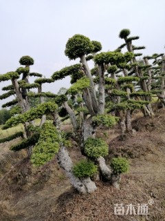 造型榔榆