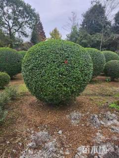 冠幅150厘米小叶女贞球