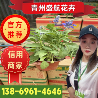 高度15厘米鼠尾草【价格/图片/规格】仅供参考 ➡详情📞📞