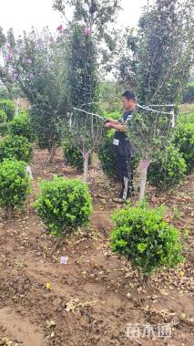 高度200厘米木槿