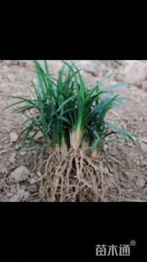 高度10厘米矮麦冬