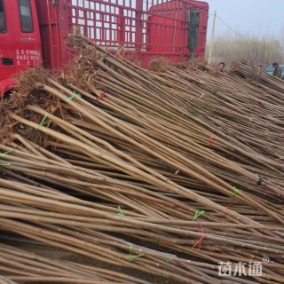 0.5公分红油香椿