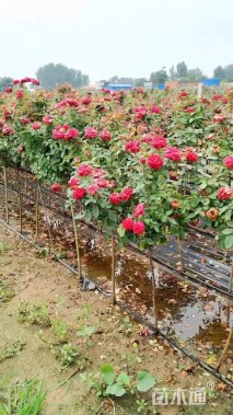 1.2公分小青杆月季