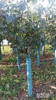 高度100厘米月季