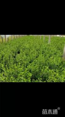 高度20厘米瓜子黄杨小苗