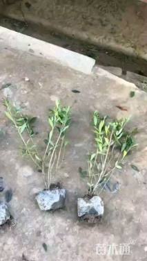 高度40厘米小叶栀子