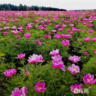 高度40厘米芍药