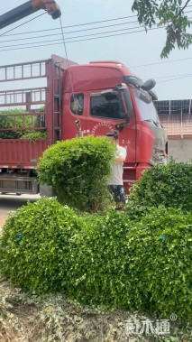 高度120厘米瓜子黄杨