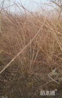 高度250厘米猥实